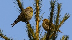 European Serin adults