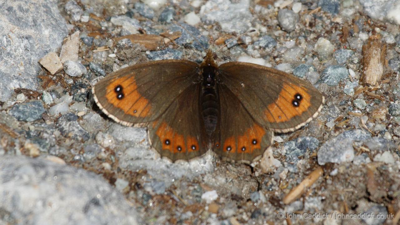 Marbled Ringlet