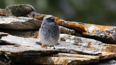 Black Redstart juvenile male