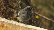 Black Redstart adult male
