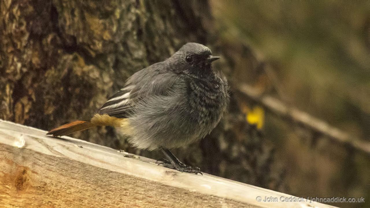 Black Redstart adult male