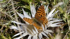 Queen of Spain Fritillary female