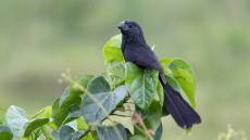 Groove-billed Ani