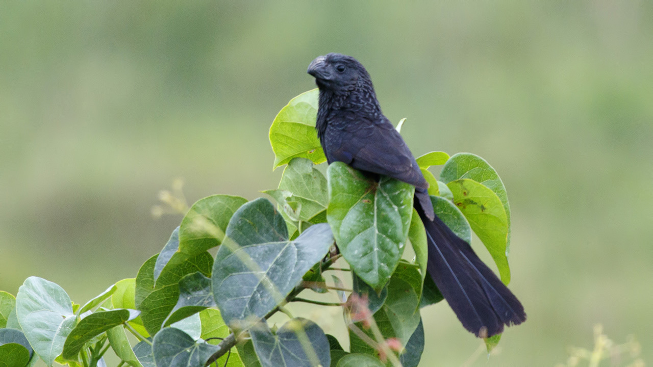 Groove-billed Ani