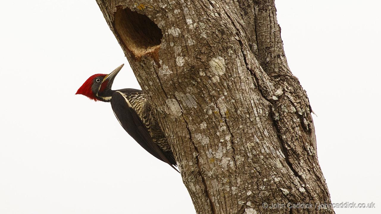 Lineated Woodpecker