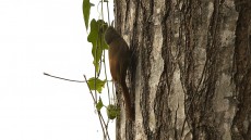 Olivaceous Woodcreeper