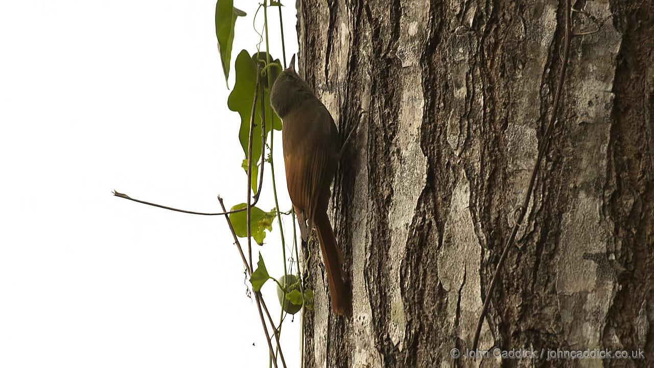 Olivaceous Woodcreeper