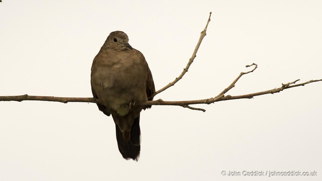 Ruddy Ground Dove