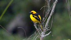 Yellow-tailed Oriole