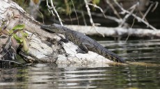 Morelet’s Crocodile