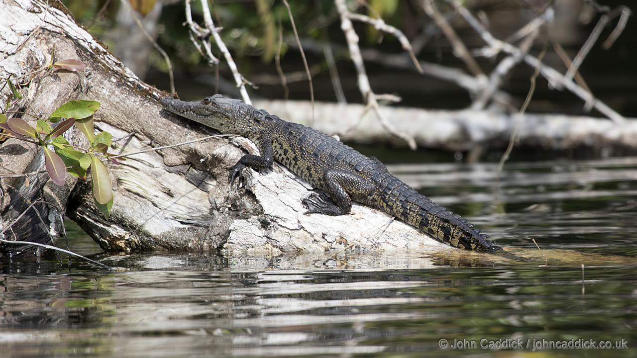 Morelet’s Crocodile