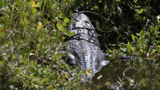 Morelet’s Crocodile