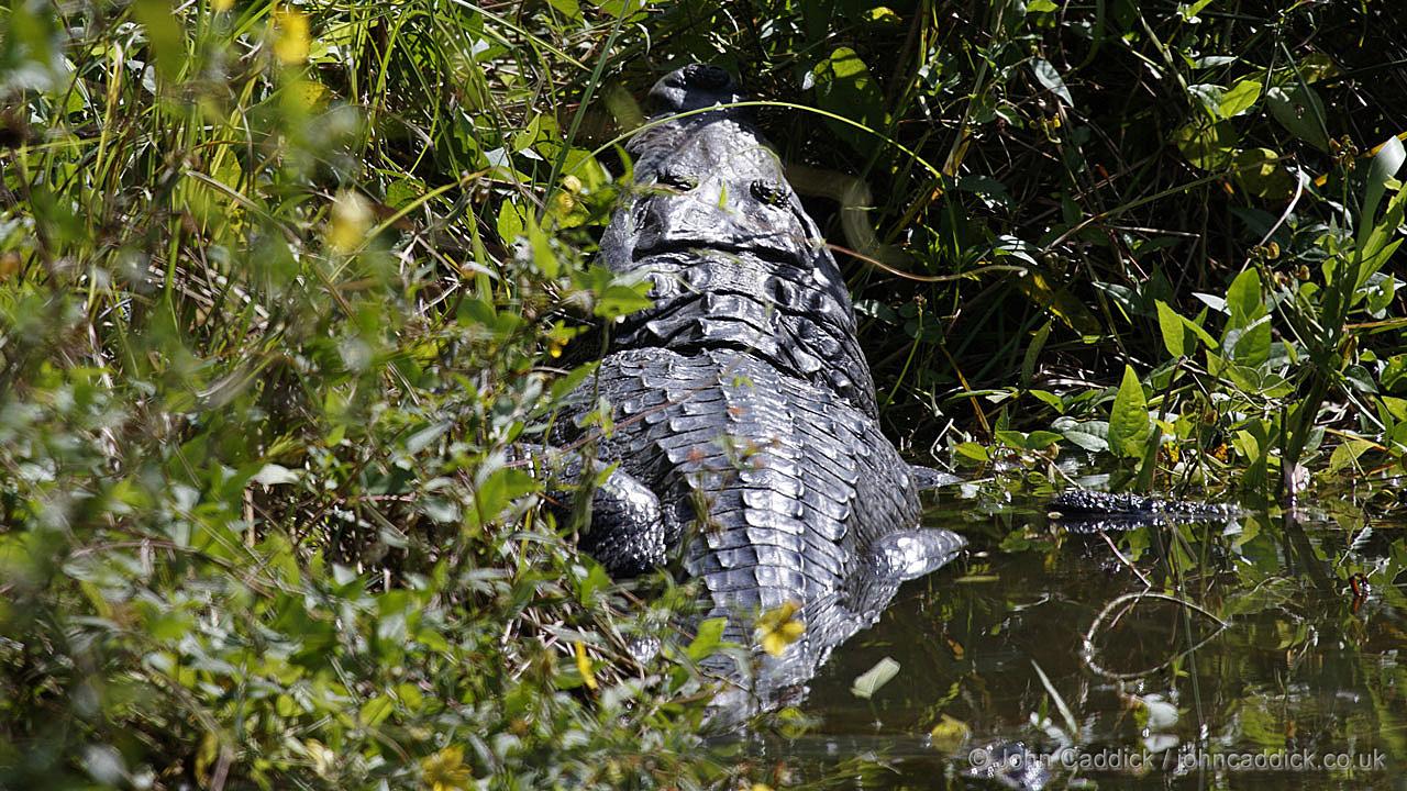 Morelet’s Crocodile