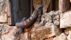 Black Spiny-tailed Iguana