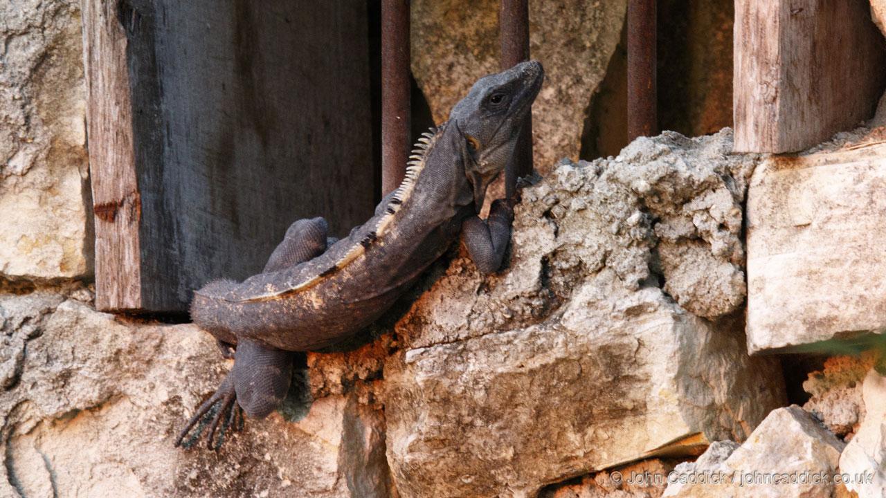 Black Spiny-tailed Iguana