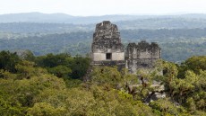 Mayan Temples in forest