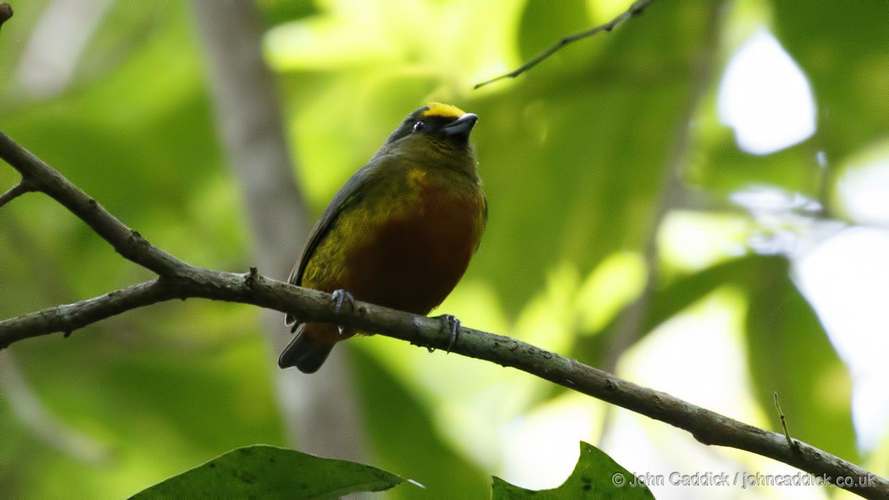 Olive-backed Euphonia