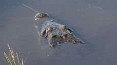 Morelet’s Crocodile