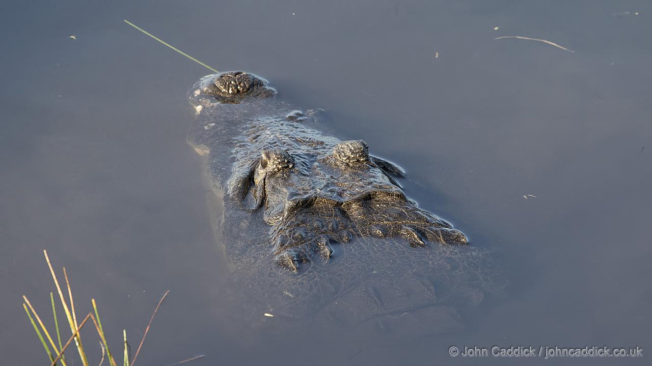 Morelet’s Crocodile