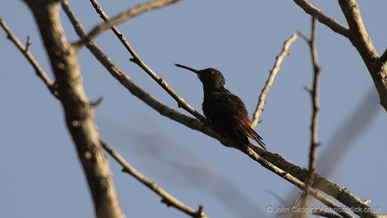 Rufous-tailed Hummingbird