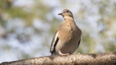 White-winged Dove