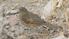 Clay-colored Thrush