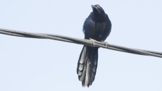 Great-tailed Grackle