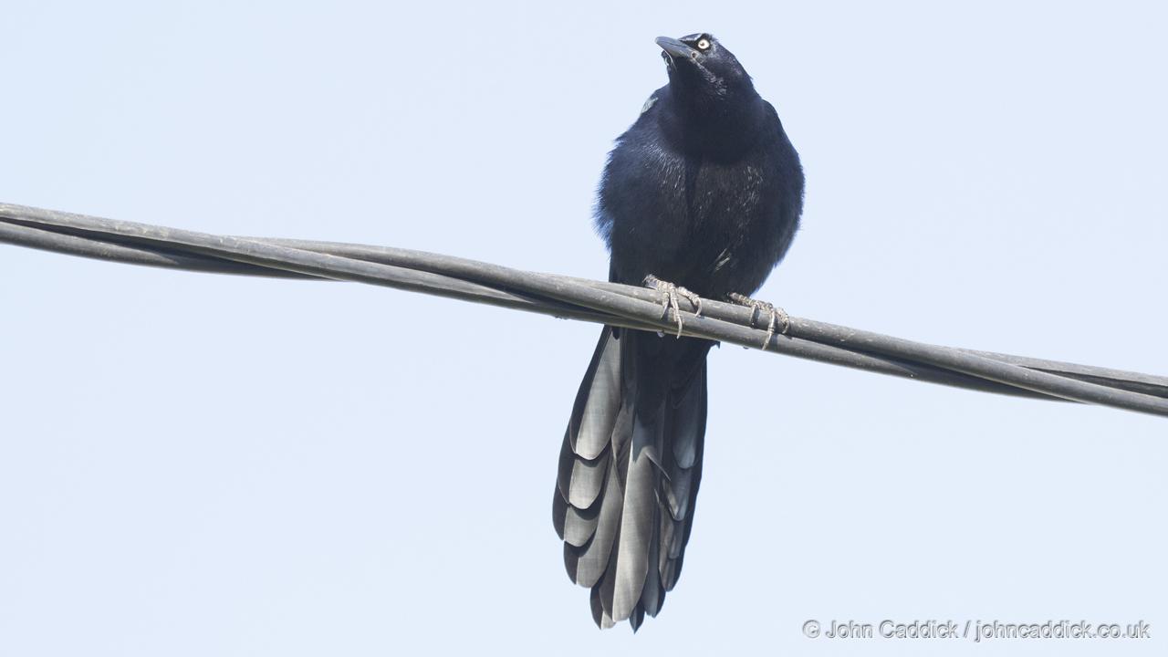 Great-tailed Grackle