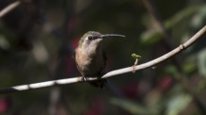 Rufous Sabrewing
