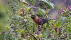Rufous-collared Thrush