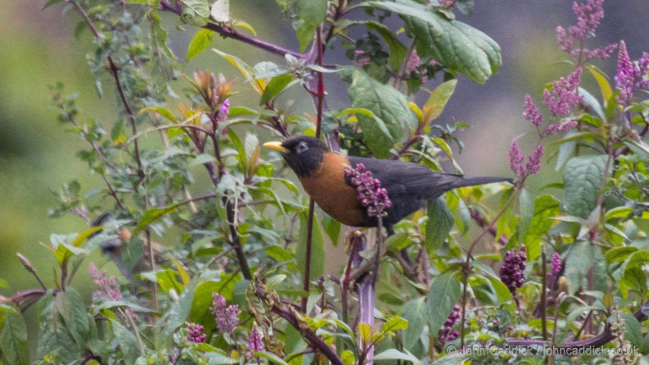 Rufous-collared Thrush