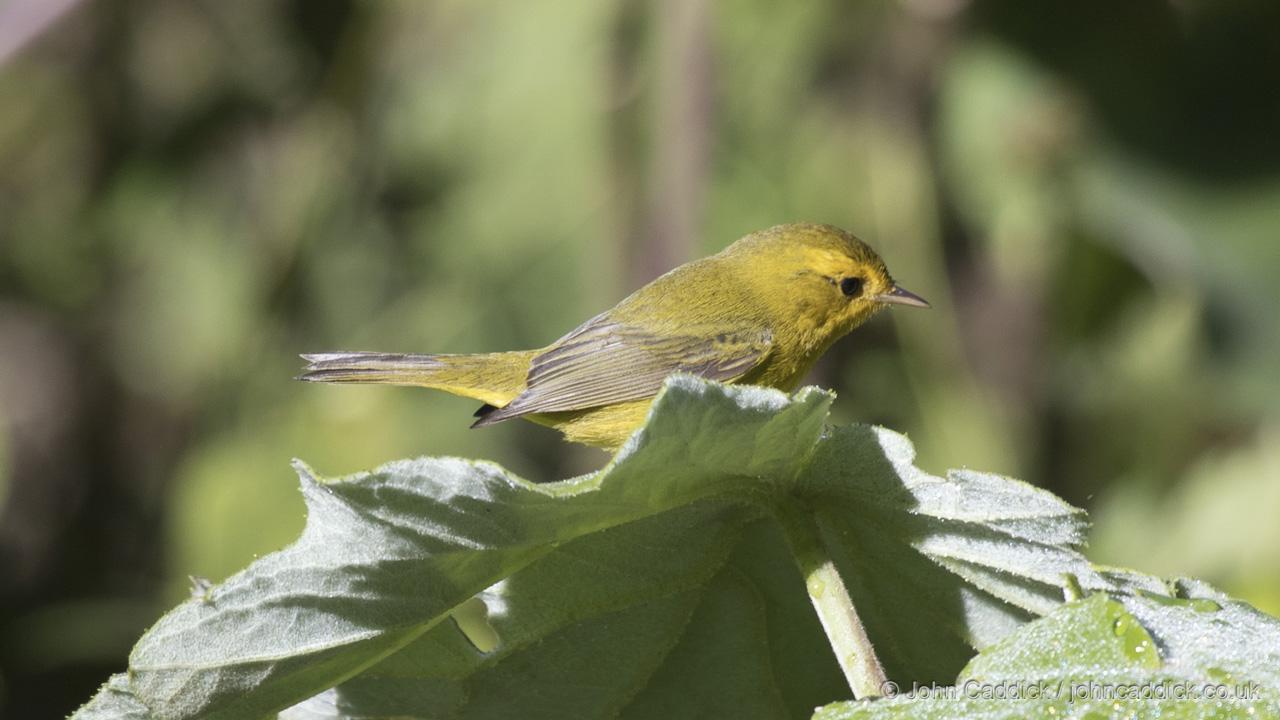 Wilson’s Warbler