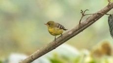 Flycatcher