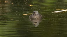 Least Grebe