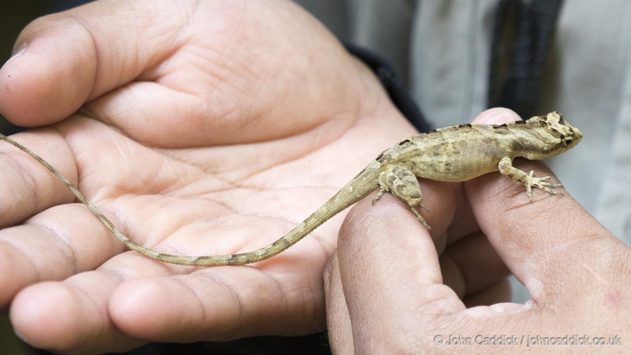 Anolis serranoi