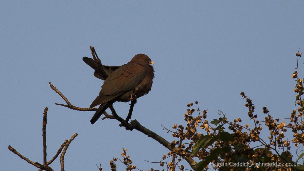 Red-billed Pigeon