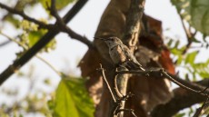 Ruby-throated Hummingbird