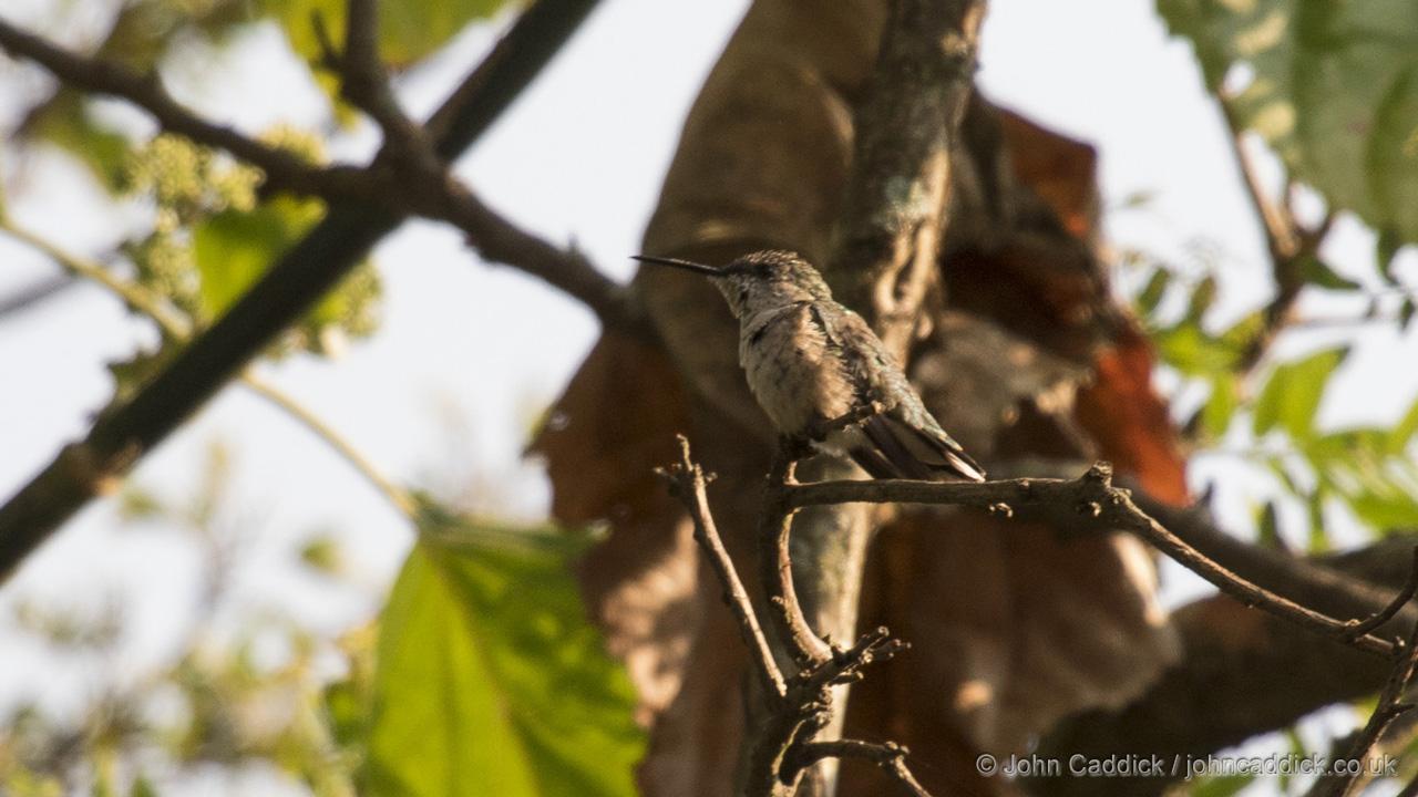 Ruby-throated Hummingbird