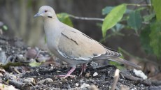 White-winged Dove