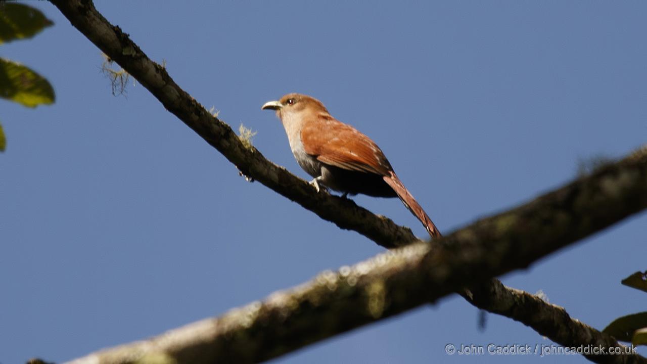 Squirrel Cuckoo