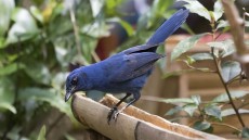Unicolored Jay