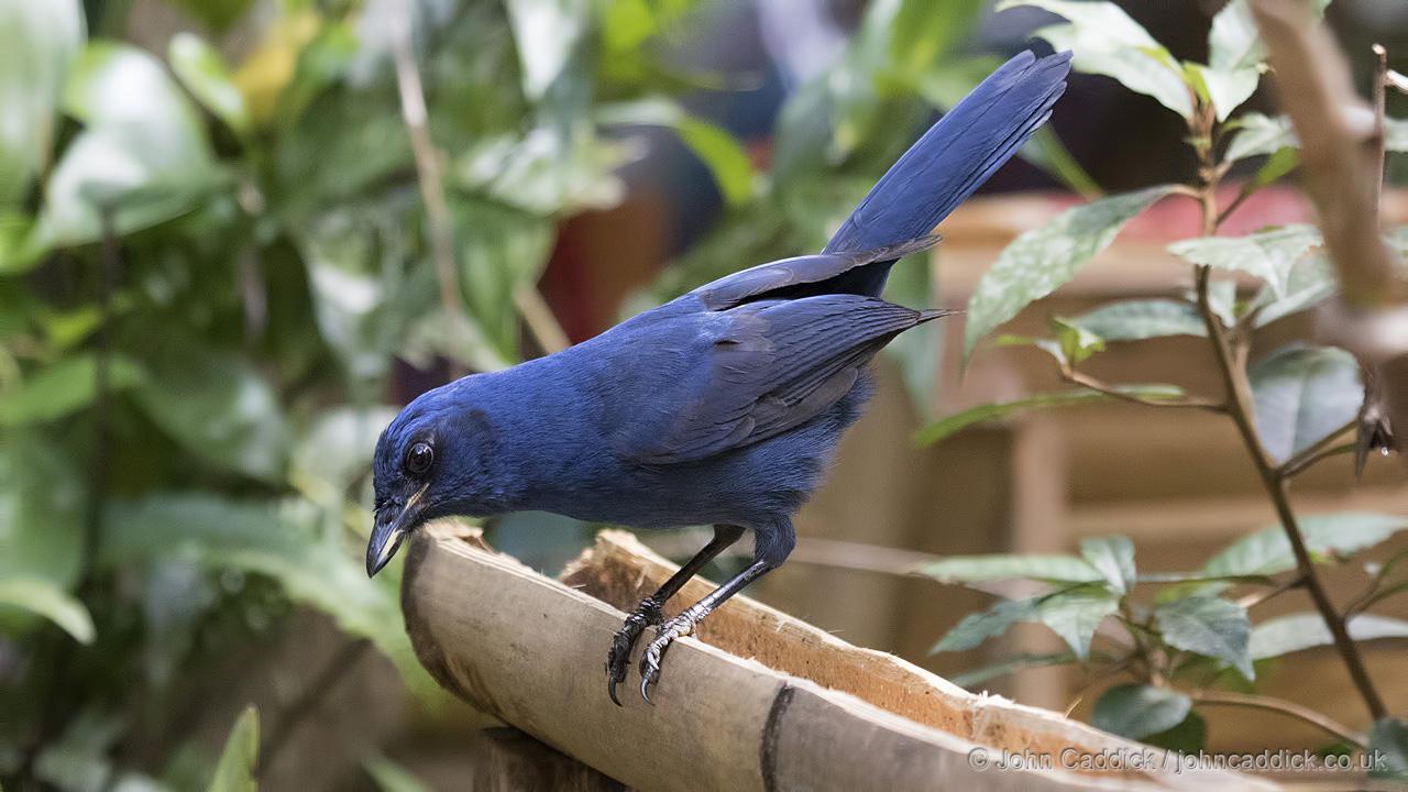 Unicolored Jay