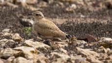 Cream-coloured Courser