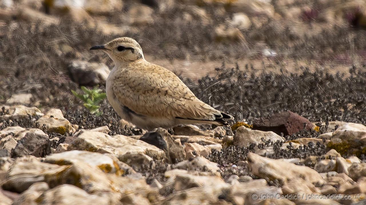 Cream-coloured Courser