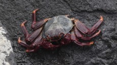 Sally Lightfoot Crab