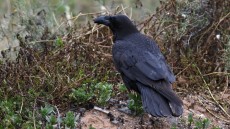 Northern (Common) Raven