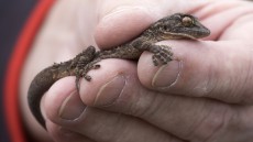 East Canary Gecko