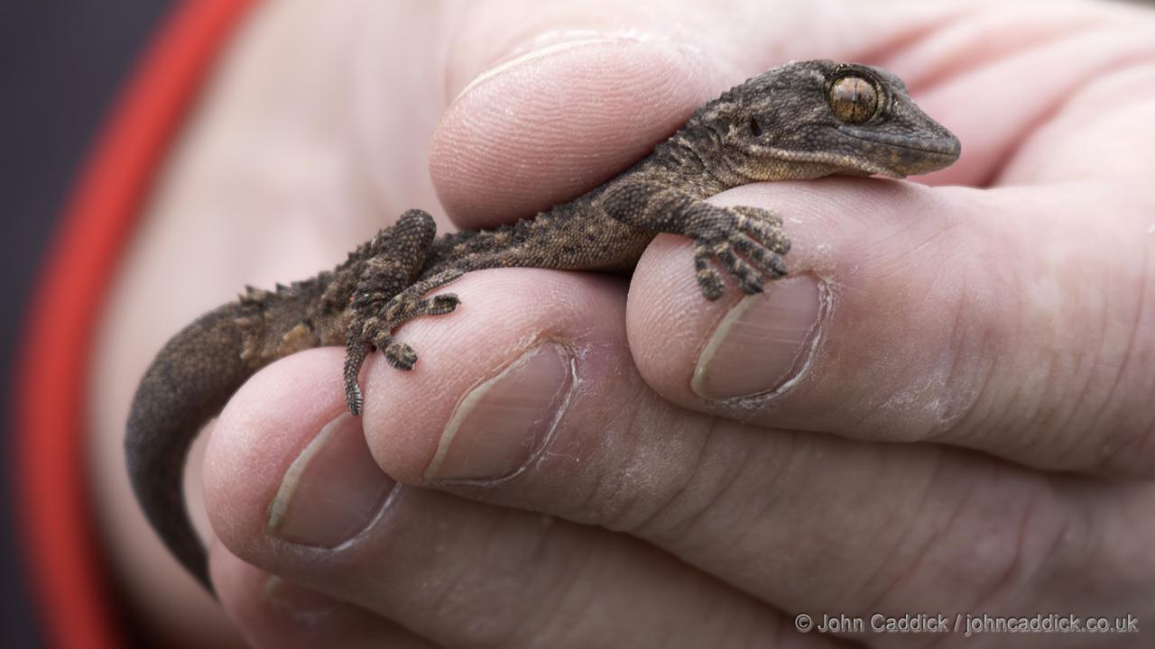 East Canary Gecko
