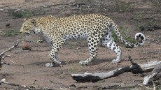 Leopard