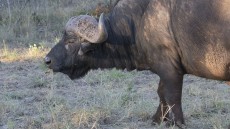 African Buffalo
